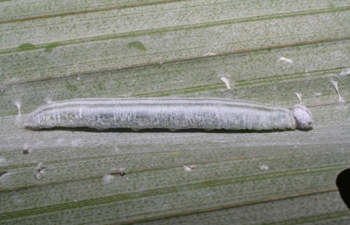 Fig. 2. Larva de <i>Cobalus fidicula</i> (Hesperiidae), comiendo <i>Acrocomia aculeata</i> (Arecaceae). Voucher: 07-SRNP-32386-DHJ421491.