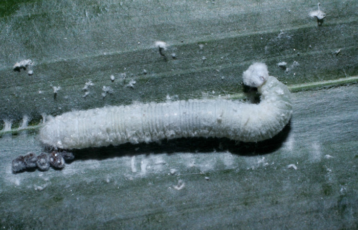 Fig. 4. Larva de <i>Carystus phorcus</i> (Hesperiidae), comiendo <i>Desmoncus schippii</i> ( Arecaceae). Voucher: 09-SRNP-30014-DHJ452022.