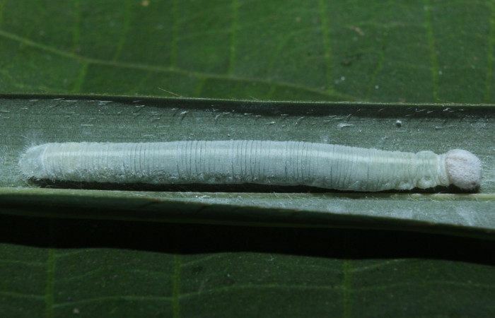 Fig. 6. Larva de <i>Argon lota</i> (Hesperiidae), planta hospedera <i>Cocus nucifera</i> (Arecaceae). Voucher: 16-SRNP-70949-DHJ733039.
