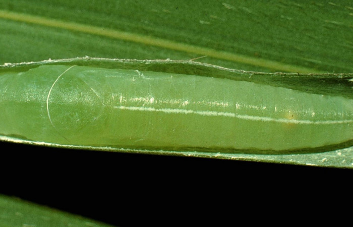 Fig. 7. Pupa <i>Argon lota</i> (Hesperiidae), vista dorsal. Voucher: 16-SRNP-4688-DHJ23414.