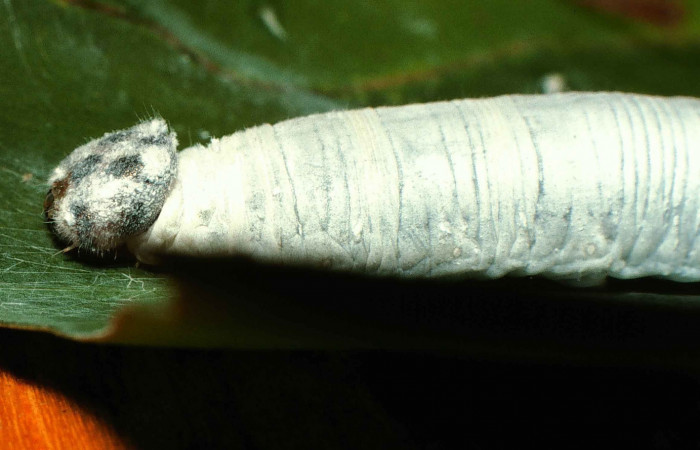 Fig. 12. Vista lateral cabeza de <i>Synale cynaxa</i> (Hesperiidae), comiendo <i>Chamaedorea tepejilote</i> (Arecaceae). Voucher: 99-SRNP-13737-DHJ52216.