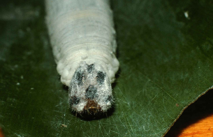 Fig. 13. Vista frontal cabeza de <i>Synale cynaxa</i> (Hesperiidae), comiendo <i>Chamaedorea tepejilote</i> (Arecaceae). Voucher: 99-SRNP-13737-DHJ52216.