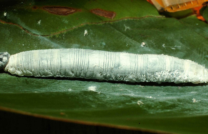 Fig. 10. Larva de <i>Synale cynaxa</i> (Hesperiidae), comiendo <i>Chamaedorea tepejilote</i> (Arecaceae). Voucher: 99-SRNP-13737-DHJ52221.