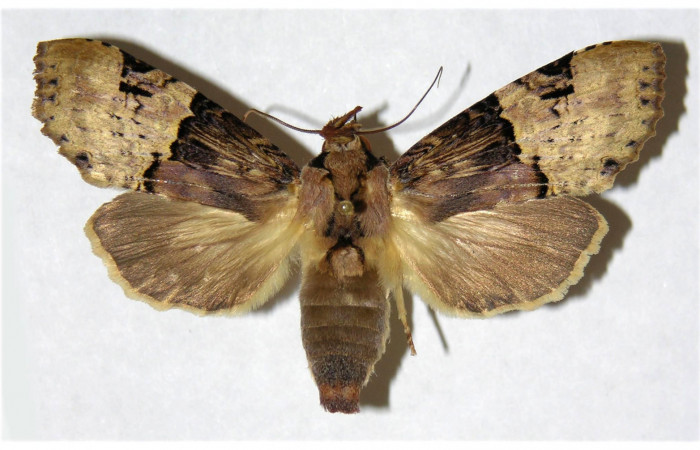 Fig 1. Hembra de <i>Nystalea montana</i>. Vista dorsal. Voucher: 99-SRNP-5690-DHJ322136.jpg 59mm de longitud.