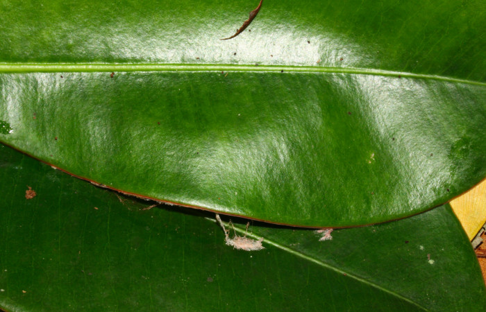 Fig.11. Capullo de <i>Nystalea montana</i>. Voucher: 13-SRNP-31574-DHJ720155.jpg. 37mm de longitud.