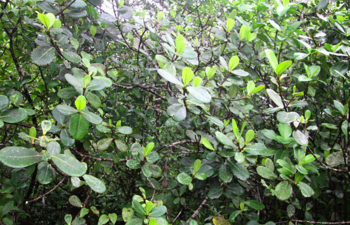 Fig.16. Planta hospedera de <i>Nystalea montana</i>, <i>Clusia palmana</i>, (Clusiaceae).