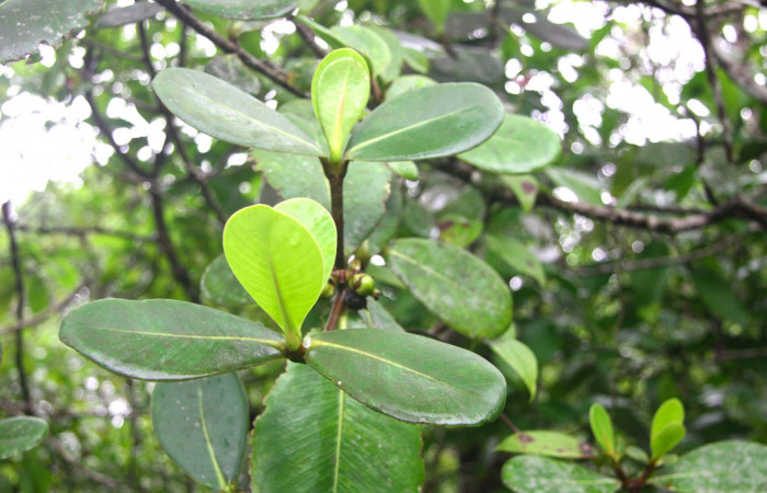 Fig.16. Planta hospedera de <i>Nystalea montana</i>, <i>Clusia palmana, (Clusiaceae).