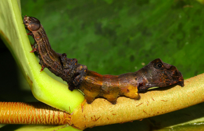 Fig.8. Larva de <i>Nystalea montana</i> en último estadío. Voucher: 13-SRNP-31574-DHJ701990.jpg. 64mm de longitud.