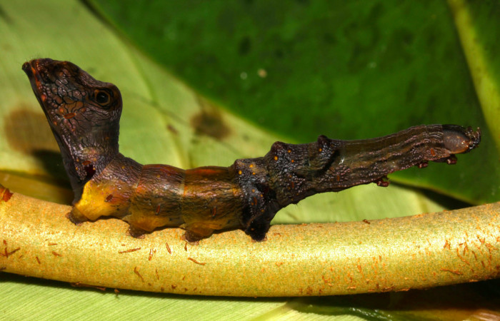 Fig.9. Larva de <i>Nystalea montana</i> en último estadío. Voucher: 13-SRNP-31574-DHJ701993.jpg. 64mm de longitud.