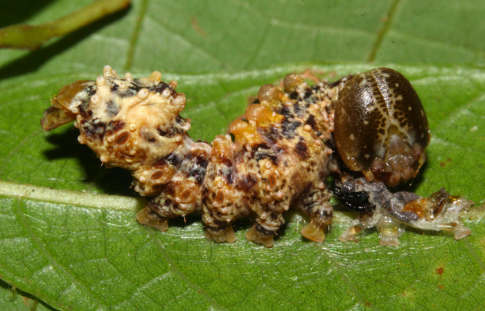 Fig.11. Larva de <i>Nystalea superciliosa</i>. Voucher: 18-SRNP-30295-DHJ743510.jpg. 22mm de longitud.