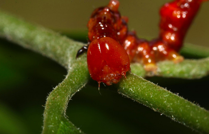 Fig.13. Mostrando cabeza de frente, de <i>Nystalea superciliosa</i> en tercer estadio Voucher: 17-SRNP-30688-DHJ736244.jpg.