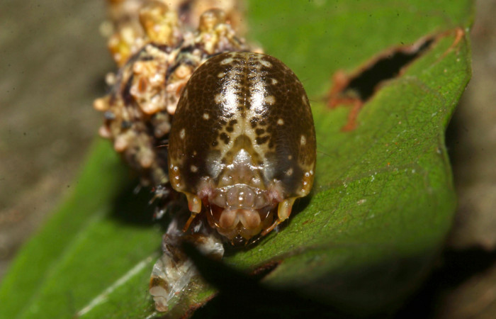Fig.14. Mostrando cabeza de frente, de <i>Nystalea superciliosa</i> en penúltimo estadio Voucher: 18-SRNP-30295-DHJ743516.jpg.