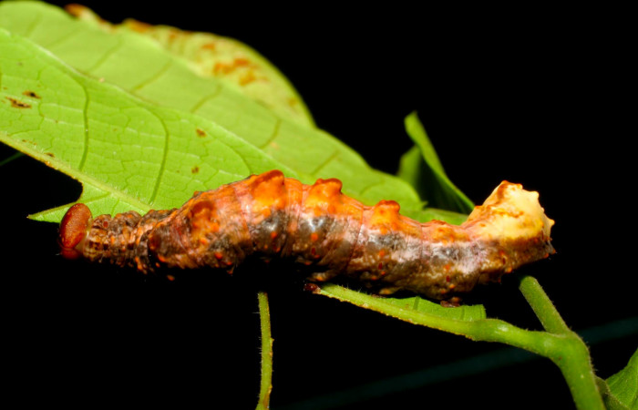 Fig.15. Larva de <i>Nystalea superciliosa</i> en último estadío. Voucher: 06-SRNP-31717-DHJ412838.jpg. 47mm de longitud.