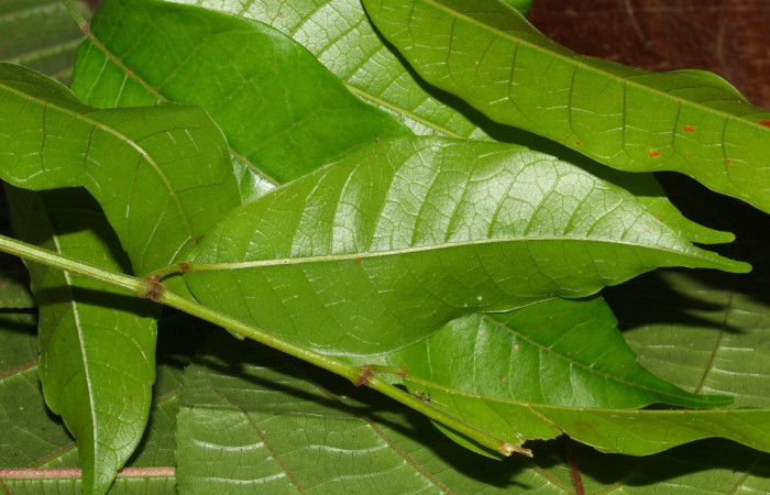 Fig.16. Mostrando capullo de <i>Nystalea superciliosa</i>. Voucher: 18-SRNP-30295-DHJ743517.jpg.