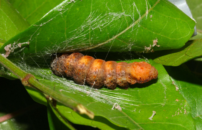 Fig.17. Prepupa de <i>Nystalea superciliosa</i>. Voucher: 17.18-SRNP-30295-DHJ743519.jpg. 32mm de longotud.