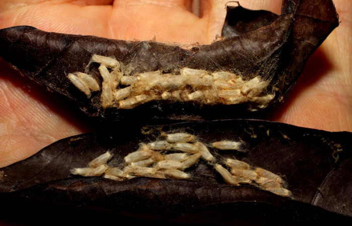 Fig.21. Cupullos de parásitos de la familia (Braconidae) de <i>Nystalea superciliosa</i>. Voucher: 10-SRNP-20523-DHJ496267.jpg.