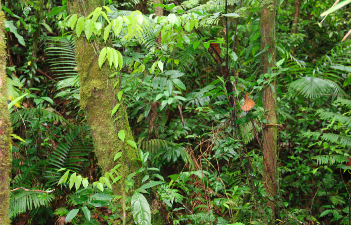 Fig.22. Planta de <i>Protium costaricense</i> planta hospedera de <i>Nystalea superciliosa</i>.