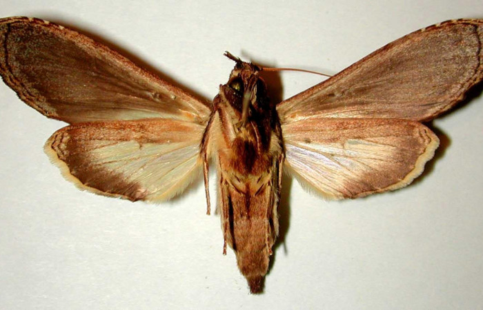 Fig 4. Macho de <i>Nystalea superciliosa</i>, Notodontidae. Vista ventral. Voucher: 93-SRNP-7055-DHJ32381.jpg 54mm de longitud.