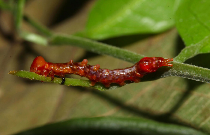 Fig.6. Larva de <i>Nystalea superciliosa</i> en tercer  estadío. Voucher: 17-SRNP-30688-DHJ736242.jpg. 18mm de longitud. 