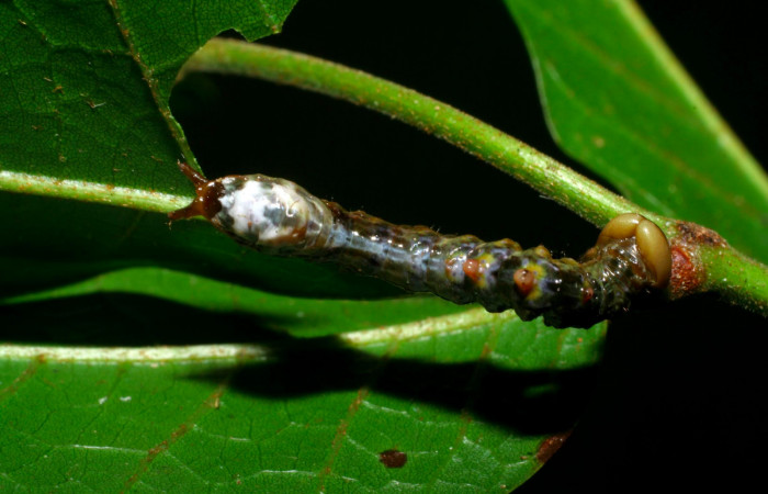 Fig.7. Larva de <i>Nystalea superciliosa</i> en tercer  estadío. Voucher: 08-SRNP-30290-DHJ435810.jpg. 20mm de longitud.