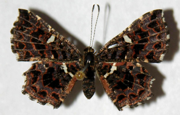 Figura 17. Adulto <i>Calydna sturnula</i> (Riodinidae), hembra posición dorsal. 00-SRNP-3321-DHJ321546.