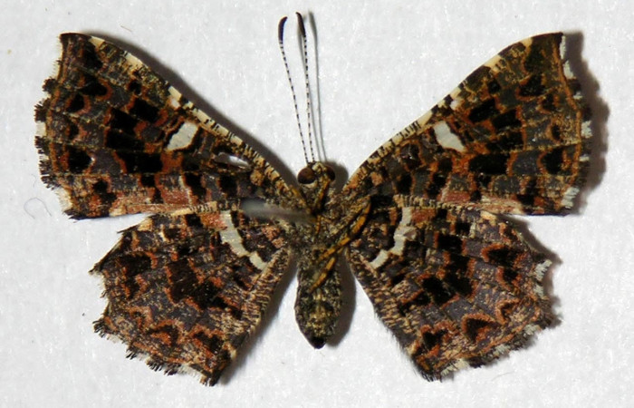 Figura 18. Adulto <i>Calydna sturnula</i> (Riodinidae), hembra posición ventral. 00-SRNP-3321-DHJ321547.