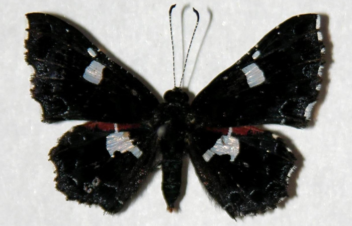 Figura 15. Adulto <i>Calydna sturnula</i> (Riodinidae), macho posición dorsal. 00-SRNP-3322-DHJ321548.