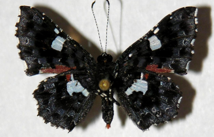 Figura 16. Adulto <i>Calydna sturnula</i> (Riodinidae), macho posición ventral. 00-SRNP-3322-DHJ321549.