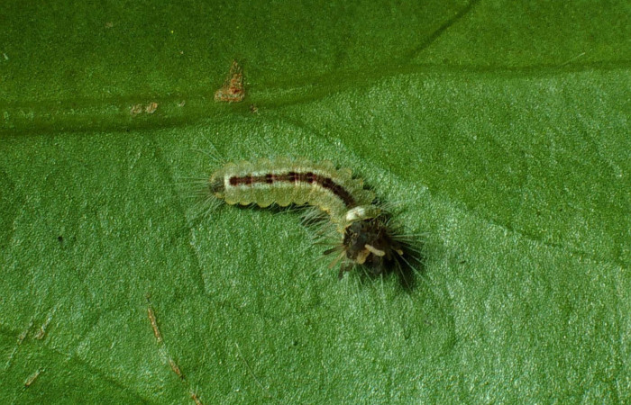 Figura 2. Larva <i>Calydna sturnula</i> (Riodinidae), posición dorsal entero en la hoja de la planta de <i>Schoepfia schreberi</i> (Schoepfiaceae). Sector Santa Rosa, Area de Conservación Guanacaste. 01-SRNP-15826-DHJ61036.jpg.