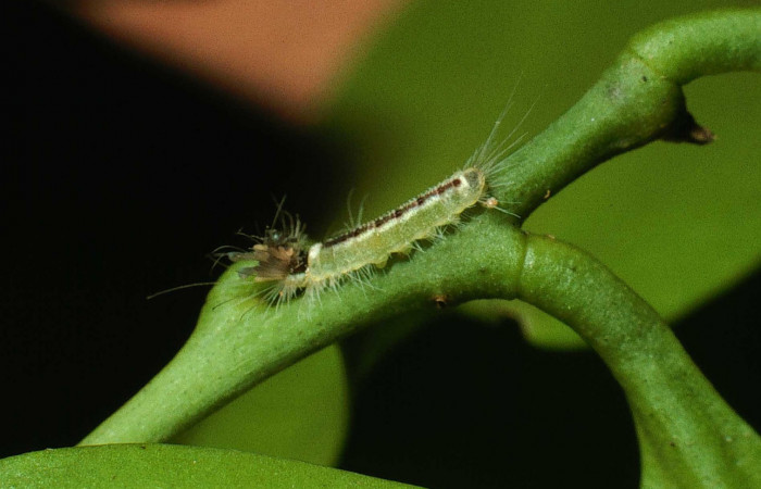 Figura 4. Larva <i>Calydna sturnula</i> (Riodinidae), posición lateral entero en la hoja de la planta de <i>Schoepfia schreberi</i> (Schoepfiaceae). Sector Santa Rosa, Area de Conservación Guanacaste. 01-SRNP-15826-DHJ61046.jpg.
