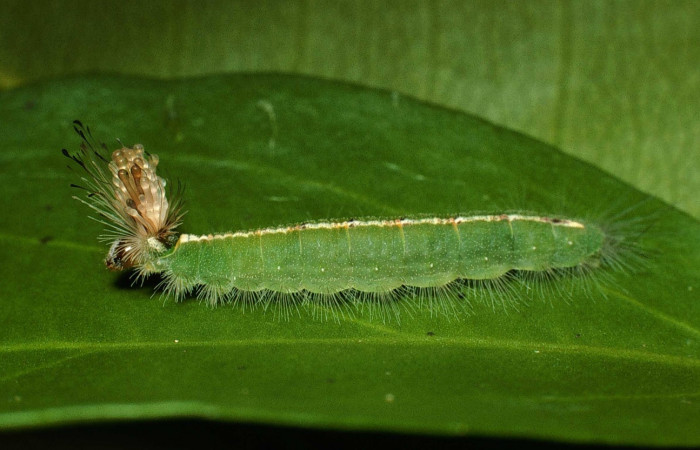 Figura 8. Larva <i>Calydna sturnula</i> (Riodinidae), posición lateral entero en la hoja de la planta de <i>Schoepfia schreberi</i> (Schoepfiaceae). Sector Santa Rosa, Area de Conservación Guanacaste. 01-SRNP-15831-DHJ60597.jpg.