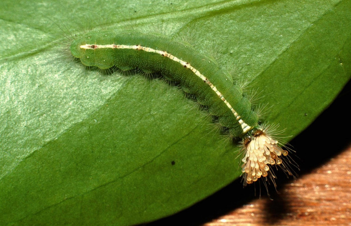 Figura 9. Larva <i>Calydna sturnula</i> (Riodinidae), posición dorsal entero en la hoja de la planta de <i>Schoepfia schreberi</i> (Schoepfiaceae). Sector Santa Rosa, Area de Conservación Guanacaste. 01-SRNP-15831-DHJ60599.jpg.