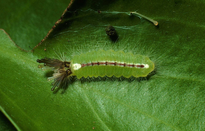 Figura 5. Larva <i>Calydna sturnula</i> (Riodinidae), posición dorsal entero en la hoja de la planta de <i>Schoepfia schreberi</i> (Schoepfiaceae). Sector Santa Rosa, Area de Conservación Guanacaste. 01-SRNP-15838-DHJ61048.jpg.