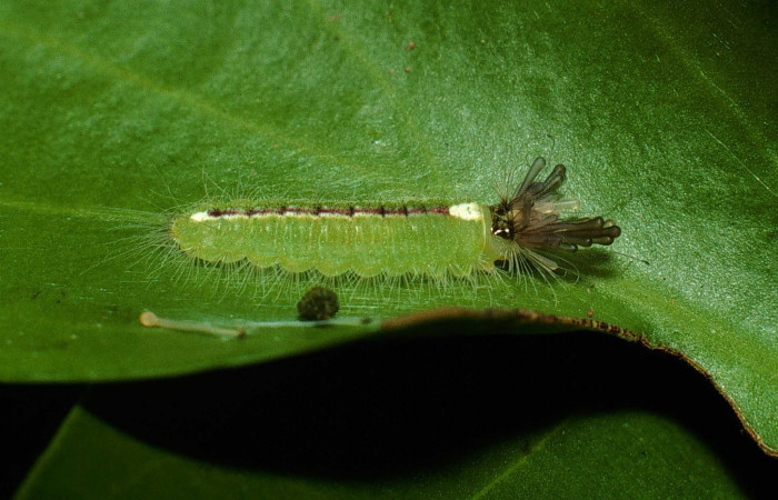 Figura 6. Larva <i>Calydna sturnula</i>(Riodinidae), posición dorsal entero en la hoja de la planta de <i>Schoepfia schreberi</i>(Schoepfiaceae). Sector Santa Rosa, Area de Conservación Guanacaste. 01-SRNP-15838-DHJ61052.jpg.