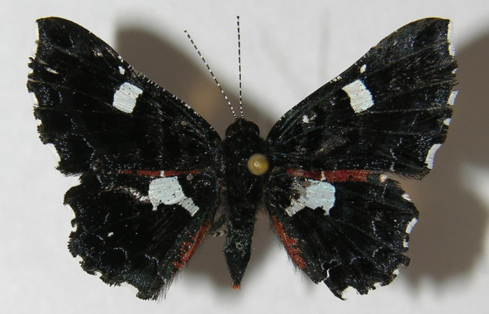 Figura 1. Adulto de <i>Calydna sturnula</i> (Riodinidae), hembra mostrando parte dorsal. 11-SRNP-55683-DHJ546972.