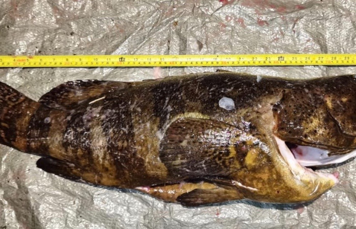 Sector Marino ACG  8 de julio 2020  Foto:  Brigada de Control Marino Costero