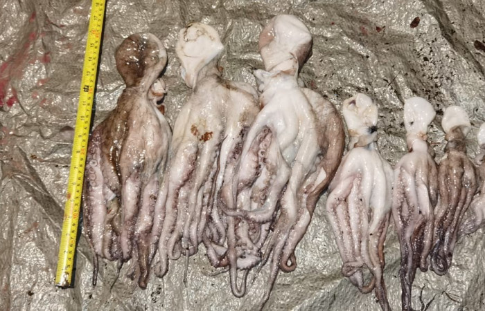 Sector Marino ACG  8 de julio 2020  Foto:  Brigada de Control Marino Costero