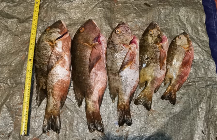 Sector Marino ACG  8 de julio 2020  Foto:  Brigada de Control Marino Costero