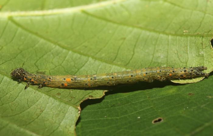  Larva en posición lateral de <i>Metria celia</i> (Erebidae), PU estadio. Sector Pitilla, Estación Quica. Voucher 19-SRNP-70817-DHJ751205.jpg.