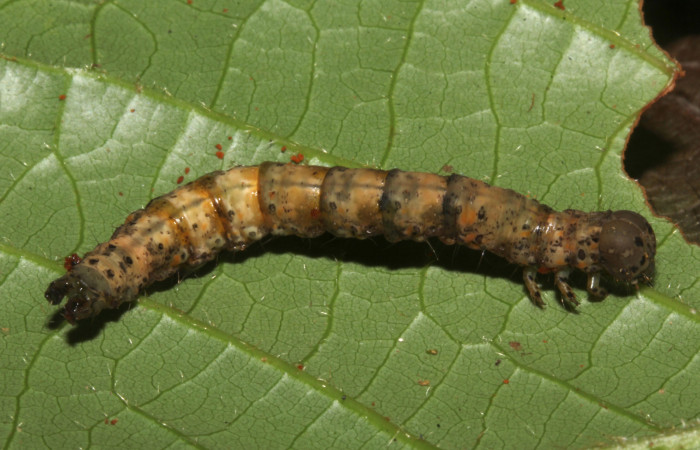  Prepupa en posición dorsal de <i>Metria celia</i> (Erebidae). Sector Pitilla, Sendero Mismo . Voucher 18-SRNP-31023-DHJ744667.jpg.