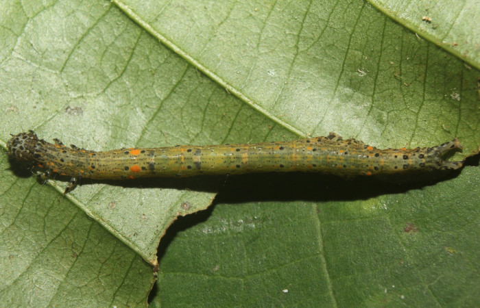  Larva en posición lateral de <i>Metria celia</i> (Erebidae), PU estadio. Sector Pitilla, Estación Quica. Voucher 19-SRNP-70817-DHJ751206.jpg.