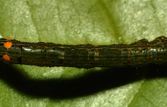  Larva en posición dorsal de <i>Metria</i> poole03 (Erebidae), PU estadio. Sector San Cristóbal, Río Blanco Abajo . Voucher 01-SRNP-189-DHJ57007.jpg.