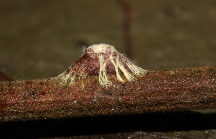  Capullo de parásito en la larva <i>Metria celia</i> (Erebidae). Sector Pitilla, Sendero Mismo . Voucher 19-SRNP-31122-DHJ765756.jpg.