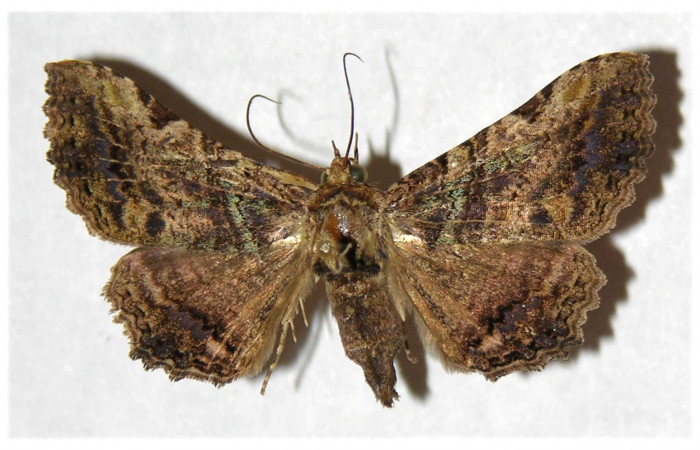  Adulto en posición dorsal de <i>Metria celia</i> (Erebidae). Sector Santa Rosa, Vado Río Cuajiniquil. Voucher 92-SRNP-2119-DHJ320740.