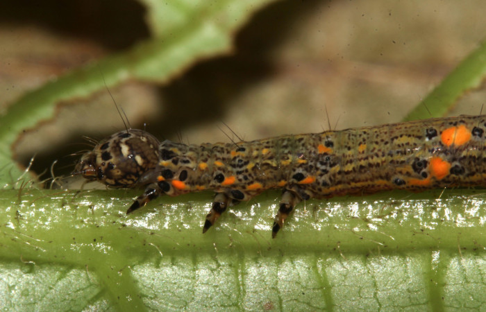  Cabeza en posición lateral de <i>Metria celia</i> (Erebidae), PU estadio. Sector Pitilla, Sendero Mismo . Voucher 18-SRNP-31022-DHJ744382.jpg.