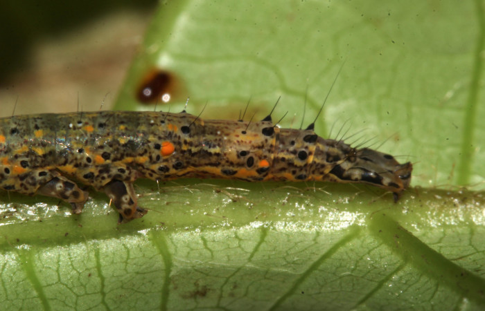  Cola en posición lateral de <i>Metria celia</i> (Erebidae), PU estadio. Sector Pitilla, Sendero Mismo . Voucher 18-SRNP-31022-DHJ744383.jpg.