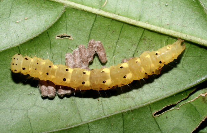 Figura 9. Larva <i>Concana permixta</i> (Noctuidae), parasitada por <i>Glyptapanteles chrisdarlingi</i> (Braconidae). Parte dorsal. Voucher: 09-SRNP-56735-DHJ460469.jpg.