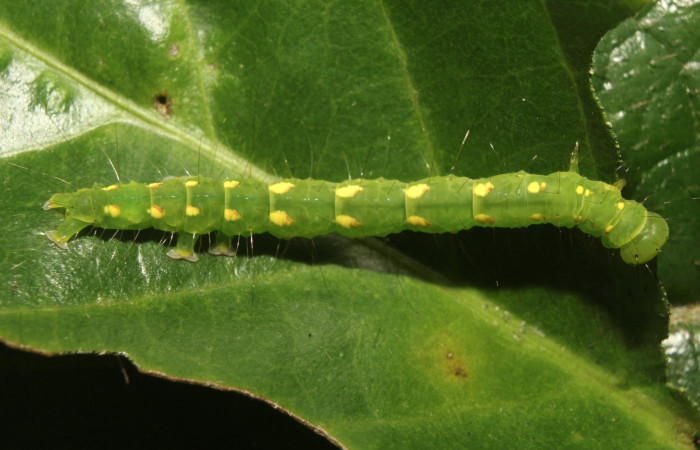 Figura 1. Parte dorsal de <i>Concana permixta</i> (Noctuidae), último estadio. Voucher:19-SRNP-71504-DHJ752264.jpg.
