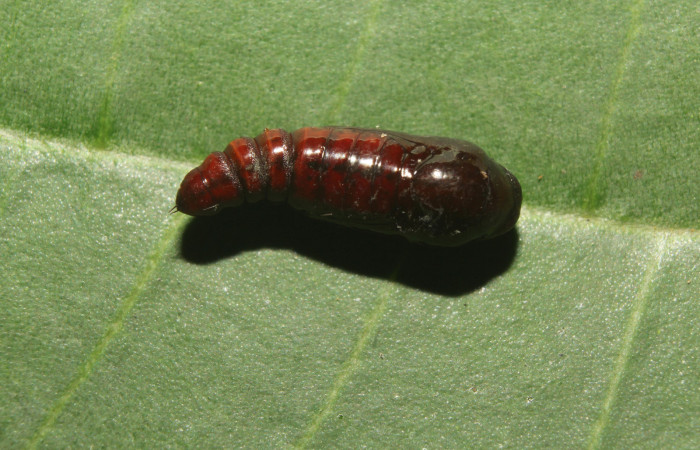 Figura 5. Pupa de <i>Concana permixta</i> (Noctuidae). Voucher:19-SRNP-71504-DHJ752267.jpg.