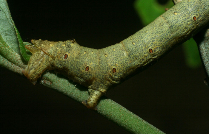 Figura 13. Parte posterior <i>Oxydia</i> bilineaDHJ02 (Geometridae). Sector Cacao, Sendero Abajo, (elevación 1020 metros). Colectada 1 junio 2009. (09-SRNP-35999-DHJ455867.jpg).